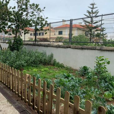 Hoje a horta da Escola Básica e Secundária de Carcavelos ficou mais bonita. Recebeu uma cerca e possibilidade de rega.​