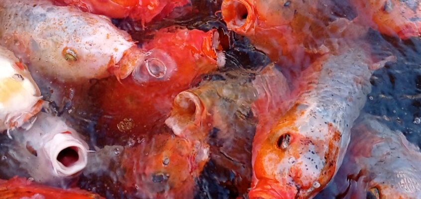 3.º Concurso do Clube do Aquário – Fotografia “Aquário ou Lago com Peixes”